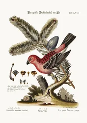 最大の雄ウソ、1749-73